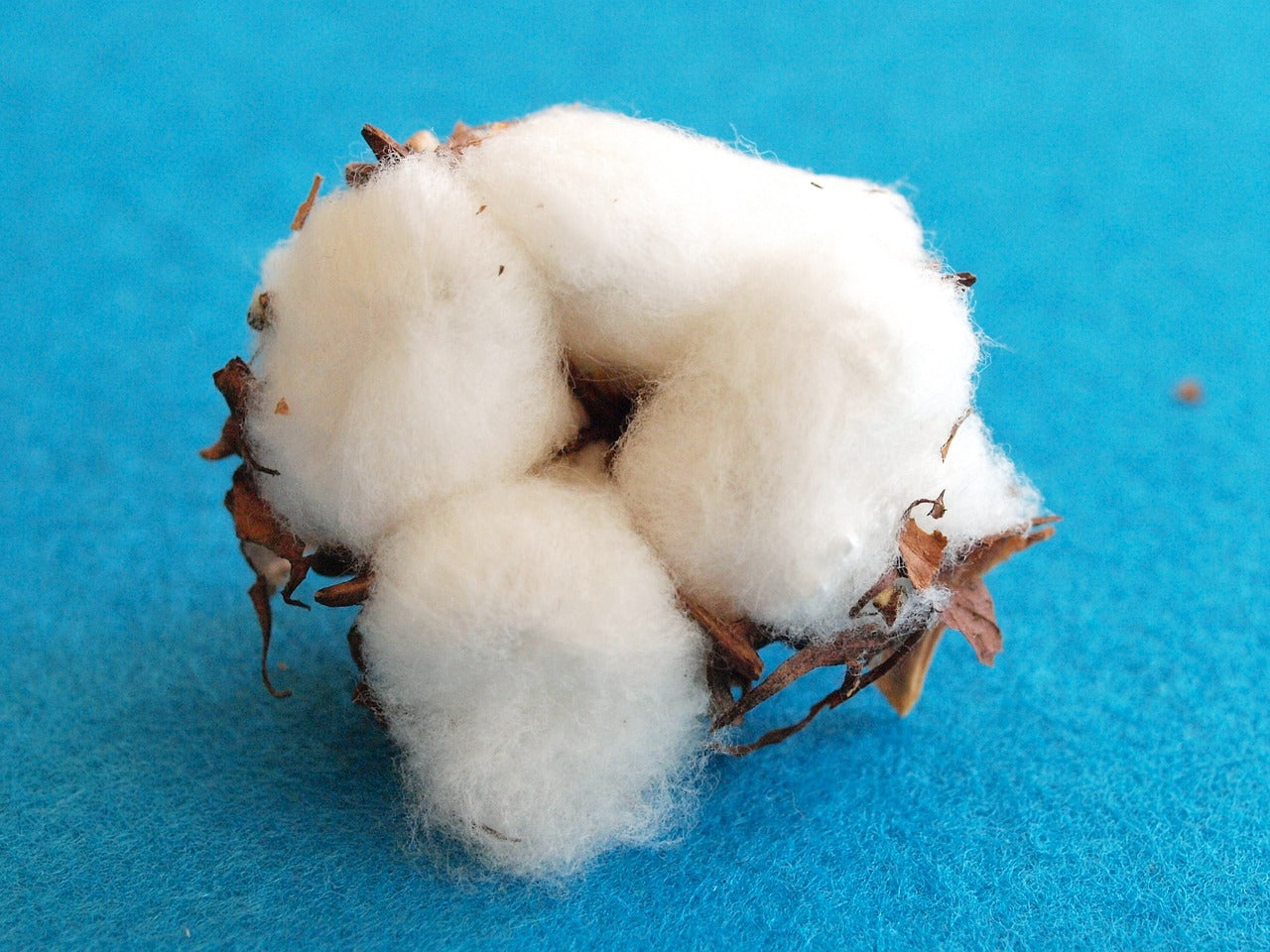 What is Organically Grown Cotton?